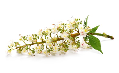 Blossoming Horse-chestnut (Aesculus hippocastanum, Conker tree) flowers and leaf isolated on white background, with clipping path