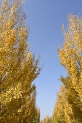 Fototapeta premium Paise urbano de otoño