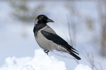 Corvus cornix. The Hooded crow stands on a snow Bank during the winter day