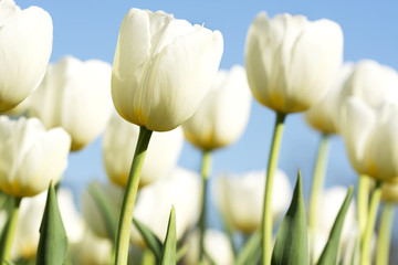 White tulips in spring time