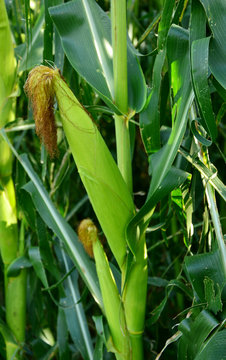 Fresh and young sweet corns plant on field