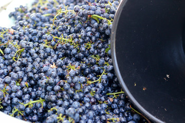 Black grapes, texture, selective focus. Blue grapes close-up as background