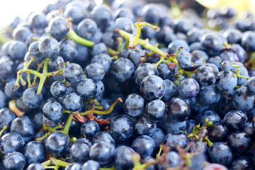 Black grapes, texture, selective focus. Blue grapes close-up as background