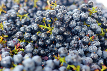 Black grapes, texture, selective focus. Blue grapes close-up as background
