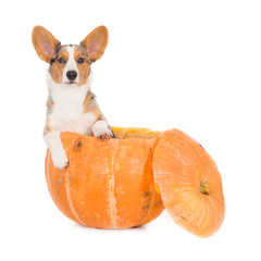 Corgi dog in pumpkin. Isolated on white.