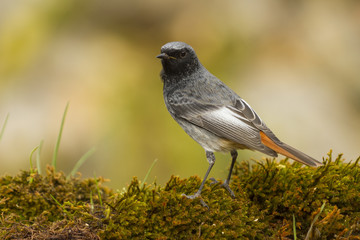 Colirrojo Tizón (phoenicurus ochruros)