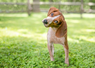 A red and white Beagle dog listening with a head tilt