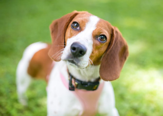 A red and white Beagle dog listening with a head tilt