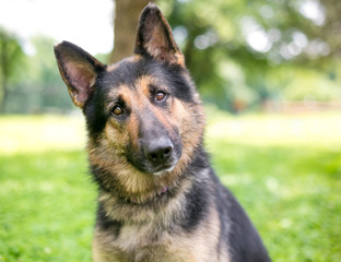 A friendly German Shepherd dog listening with a head tilt