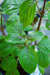 Leaves  of Ocimum sanctum, holy basil, or tulasi or tulsi  in the garden.
Ocimum sanctum in Thai name is Kaphrao