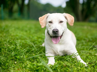 A happy yellow Labrador Retriever dog lying in the grass