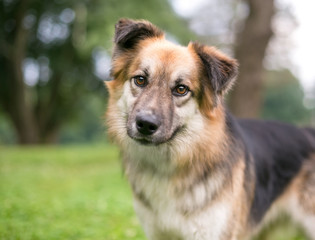 A mixed breed dog listening with a head tilt