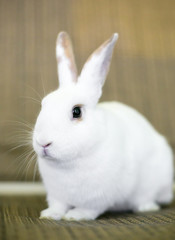 A white domestic pet rabbit with tan markings on its ears