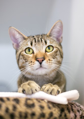 Obraz premium A domestic shorthair tabby cat peeking over the edge of a cat bed