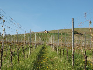 Rebhaus im Frühling