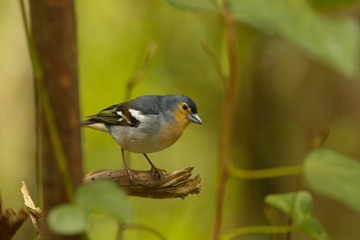 Detailed view of a color subspecies of a chaffinch living in the Canary Islands