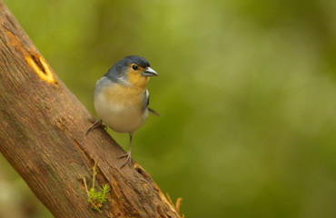 Detailed view of a color subspecies of a chaffinch living in the Canary Islands