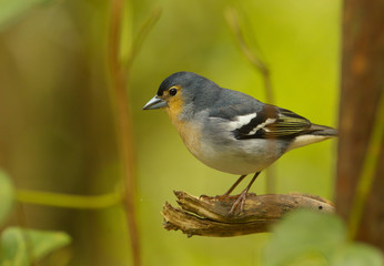 Detailed view of a color subspecies of a chaffinch living in the Canary Islands