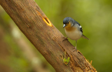 Detailed view of a color subspecies of a chaffinch living in the Canary Islands