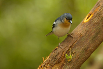 Detailed view of a color subspecies of a chaffinch living in the Canary Islands