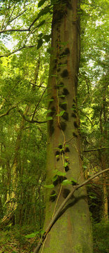 In the subtropical rain forest in the island of La Palma, Canary Islands