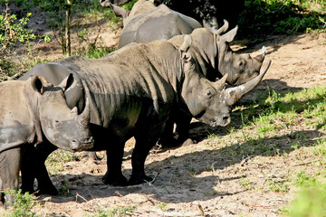 Fototapeta premium Four Rhino standing in sun