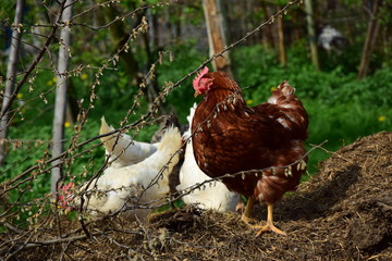Frei laufende Hühner auf einem Misthaufen