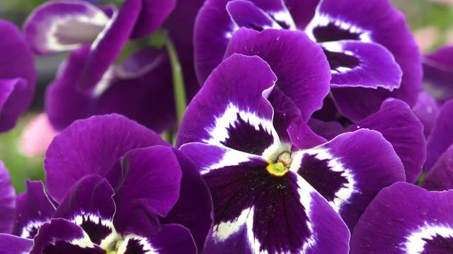 Close up of some purple pansy ( Viola x wittrockiana ) flowers in a garden are moving in wind
