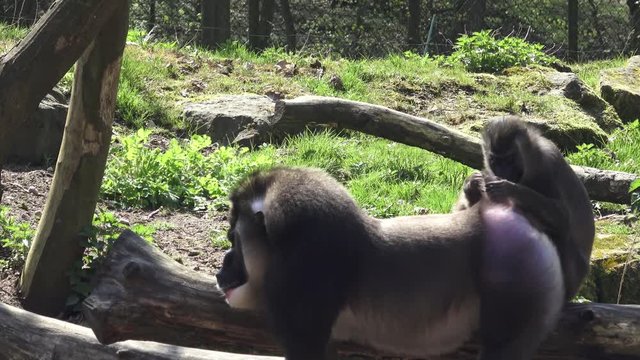 Drill monkey, Mandrillus leucophaeus in nature habitat.