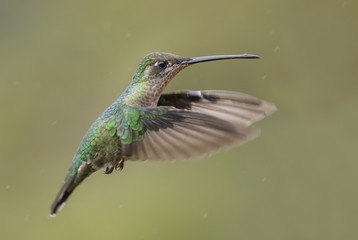 Obraz premium Magnificent Hummingbird - Eugenes fulgens, beautiful colorful hummingbird from Central America forests, Costa Rica.
