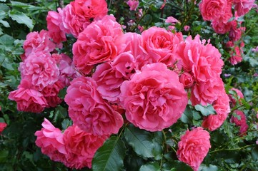 The Queen of flowers rose is a great beauty.