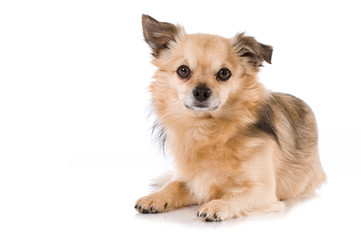 Kleiner Mischlingshund isoliert auf weißem Hintergrund