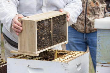 Putting bees into the hive