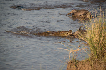 Nile Crocodile feasting in the Mara river