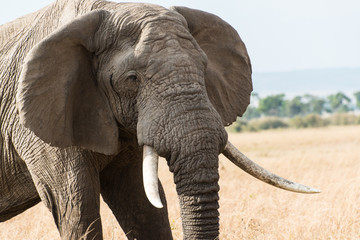 Fototapeta na wymiar Elephant in Maasai Mara