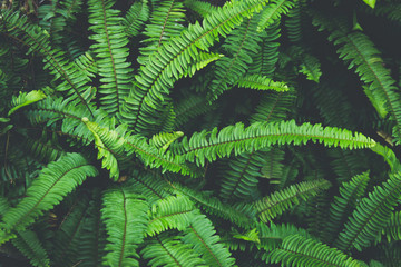 Tropical natural green fern leaf background in dark vintage tone © twinsterphoto
