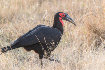 Southern Ground Hornbill Nakuru National Park Kenya