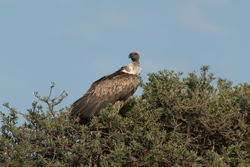 Vultures feasting during the Great Migration