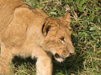 Fototapeta na wymiar Lions in Maasai Mara Kenya