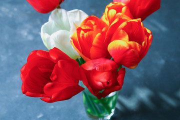 Red-orange tulips on a blue concrete background.