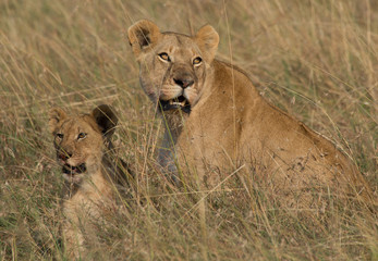 Lion with cub 