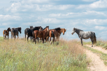 The herd of wild horses.