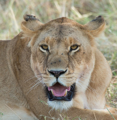 Fototapeta na wymiar Lions in Maasai Mara Kenya