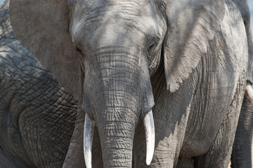 Elephant in Maasai Mara