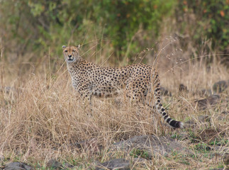 Cheetah 