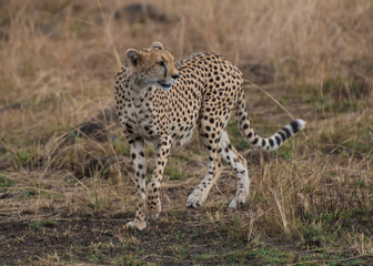 Cheetah 