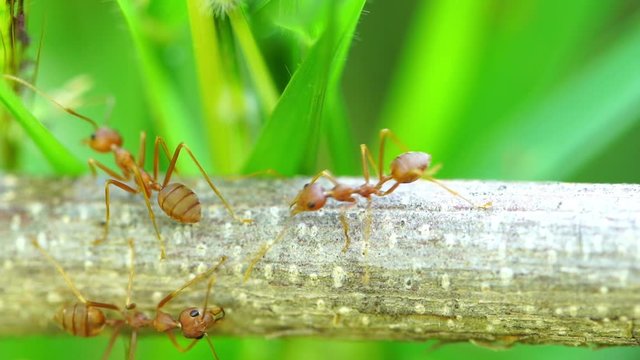 red ant colony on branch