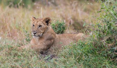 Lions in Maasai Mara Kenya