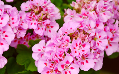 Pelargonium hortorum , Americana Rose Splash or Pelargonium Americana.
Pink flower for wallpaper