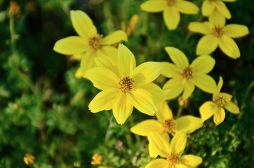 Coreopsis 'Citrine'
yellow flower on field